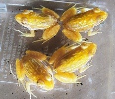 Gold mutant frogs