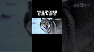 늑대도 겁먹게 만든 전설의 개 방카르 #골라듄다큐 #shorts