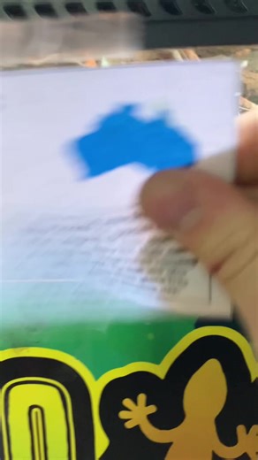 Our white-lipped tree frogs have outgrown their current setup so it’s time to upgrade and move in some baby ridge-tailed monitors!! It tends to work well growing frogs up in smaller terrariums and upgrading the size as the frogs go, this ensures they can find crickets easily and appropriate temperatures are maintained. We’ve recently been changing over setups that were previously using infra red globes to deep heat emitters to conform with this trend. Although there is no scientific peer reviewe