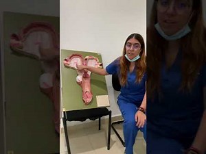 Aparato reproductor de la yegua