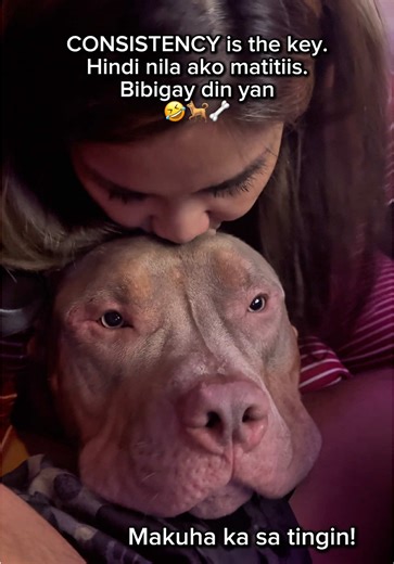 Consistency is da key 🤣🐕❤️🦴 #foryoupage #dog #cute #funny #americanbully