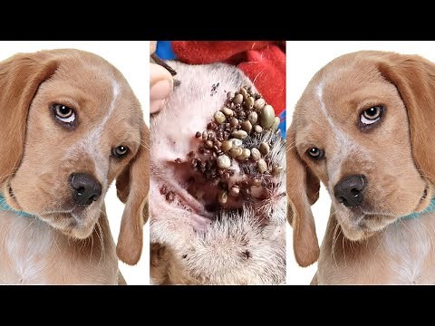 How to remove ticks form dog || Tick removal from dog #7