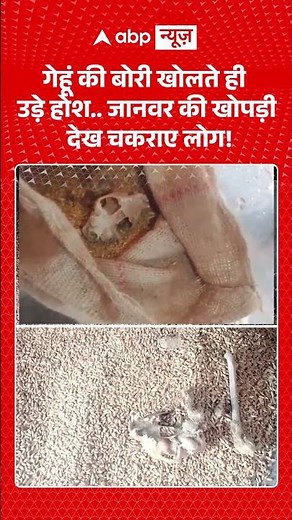 Viral Video : गेहूं की बोरी खोलते ही उड़े होश... जानवर की खोपड़ी देख चकराए लोग! | #shorts #mpnews