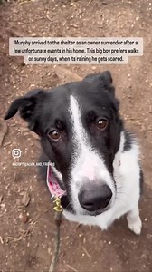 33K views · 1.9K reactions | Murphy has been waiting for a home for...