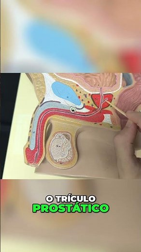 Penile Anatomy - Urethra and Glans in the Test!