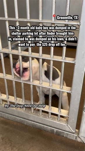 Adopted or rescued 💔3 MONTH OLD BABY. DUMPED. CRYING. NOW SITTING IN A FULL SHELTER. This precious lil green-eyed boy is only 2–3 months old. Someone found him after he was “dumped in their yard” and tried to bring him into the shelter, but when he was told there’s a $25 drop-off fee (because he was found outside of city limits), he walked out… & left this baby in the parking lot. He will likely face zero consequences just as his original owner won’t either. The puppy is the one paying for it. 