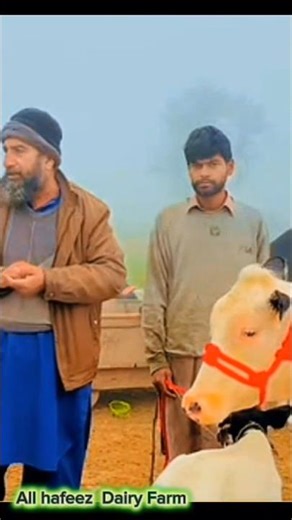 America cow#dairyfarm #cow #video #animals