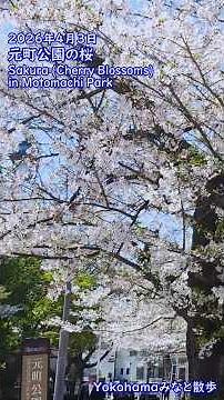 【Yokohamaみなと散歩】2026年4月3日・元町公園の桜 / Sakura (Cherry Blossoms) in Motomachi Park