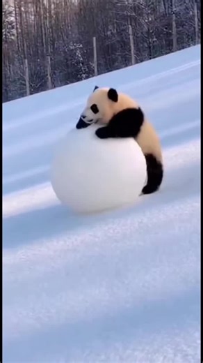 Cute Panda Baby Moments in the Snow