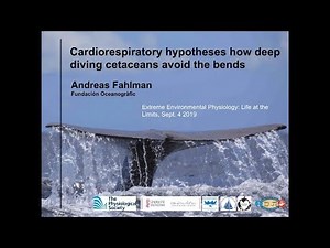 How deep diving cetaceans avoid the bends