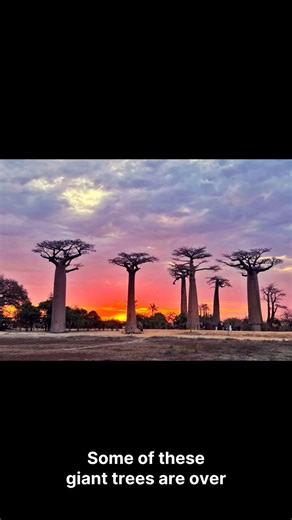 The Forest That Was Planted Upside Down 🌳🙃