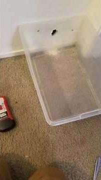 How to catch a mice in your walls