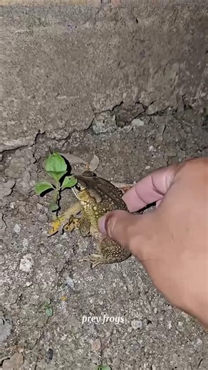 Catch big 🐸Frogs funny | Try don't laugh | Wep We...
