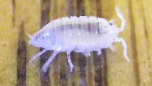 Isopod Pill Bug and Sow bug Care Sheet - Bugs In Cyberspace