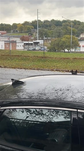 Someone’s dogs over on north 2nd | King Brown