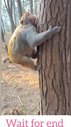 🐒 Monkeys Epic Tree Climb Wait for it #monkeyshorts #funnymonkey #monkeyvideo #bandar #monkeylife
