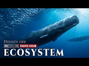 Pacific Ocean: The Secret Engine That Feeds Giants, Predators, and Life
