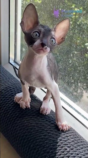Adopt Ulita: The Cornish Rex Kitten🖤Black Bicolor Beauty with a Hypoallergenic Wavy Coat #CornishRex