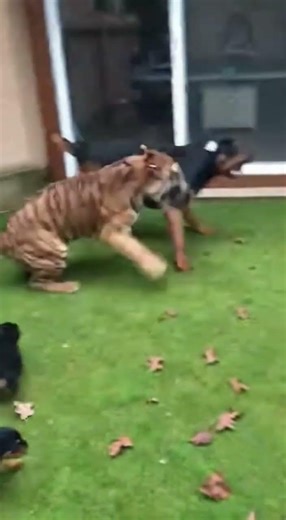 I Think Tiger Plays With Puppies And It's The Cutest Thing Ever! 😱