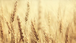 Wheat Substitutions