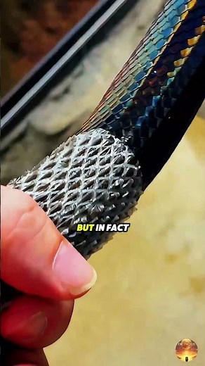 Why You Shouldn’t Peel a Snake’s Skin?!