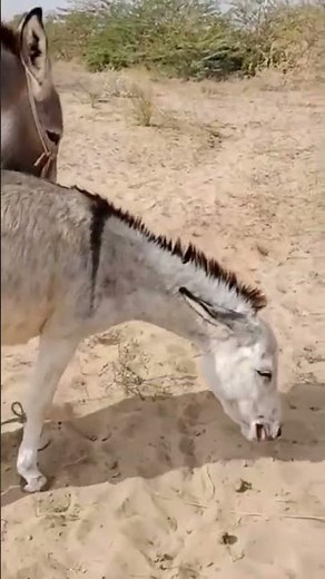 Donkey Mating Video #animalinteractions #animals #animalintelligence #mating