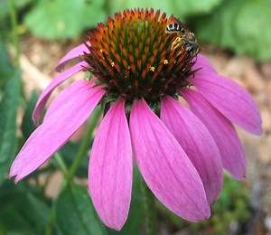 Georgia’s Winged Workforce Needs a Hand | Cultivating Cherokee County