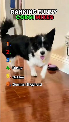 Which Corgi Mix Is The Funniest? 😂