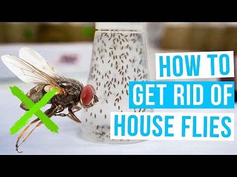 How to GET RID OF HOUSE FLIES with traps, screens, insecticides or white vinegar indoors
