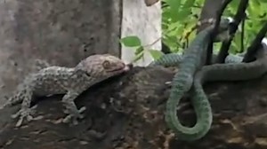 Battle Between Geckos and a Snake Ends in a Twist