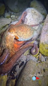 Mesmerizing beauty in motion — a stunning octopus close-up in slow motion 🐙💫 Nature’s grace captured underwater. 👉 Share if you love the ocean! Follow and share 🥰 #OctopusLove #slowmotion #UnderwaterBeauty #ScubaDiving #MarineLife #redseadiving #octopus #DiveWithUs #natureinfocus | Red Sea Diving