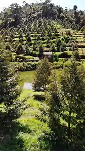 Kebun durian adalah surga tropis bagi pecinta buah raja ini. Di balik pohon-pohon besar yang rindang, tersimpan kerja keras dan kesabaran petani dalam merawat tanaman agar menghasilkan buah berkualitas. Berkebun durian bukan sekadar menanam, tapi seni merawat alam dengan ketelatenan dan waktu yang panjang. Keindahan alamnya berpadu dengan aroma durian yang khas saat musim panen tiba, menciptakan pengalaman yang memikat dan tak terlupakan. Fakta Unik Berkebun Durian: 1. 🌱 Durian mulai berbuah ra