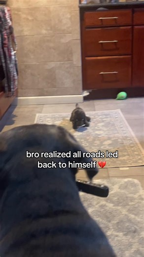 dunkin the dog plush available for pre - order now, comes with interchangeable magnetic knife and fishy plush. Also available in keychain form (bundle discount available) (please note will probably be around 60 days) Stay tuned for some giveaways coming up too 👀 #foryou #foryoupage #dunkindadawg #viral #dogs