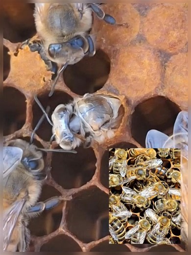 🐝🐝 Two new worker bees are emerging from beneath the wax cappings of the cells where they've been developing. The queen bee laid their eggs 21 days ago. They have transitioned from egg, to larva, to pupa, to adult. #honeybee #bee #honey #beesofinstagram #beekeeping #insect #metamorphosis #homeiswheremyhiveis | Home is where my Hive is