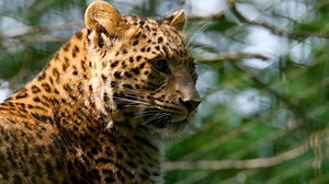 Leopard, Predator, Head. Free Stock Video
