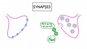 Synapses