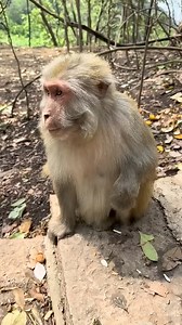 10K reactions · 253 shares | Drinking something something 樂   浪 #Monkeyreels #Monkeylover #funnymoments #funnyreels #fb #monkeybaby #monkey #funnyvideos #love #monkeyseemonkeydo #MonkeyLife #monkeysofinstagram #monkeys #funny #Amazing #monkeydluffy #facebookreels #reelsviral #funnyreelsvideo #reelsindia #reelsvideo #reelsinstagram | Kiara Ghosh | Facebook