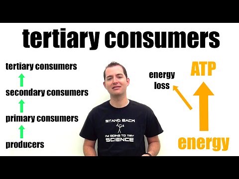 Food Chains, Webs, and Pyramids