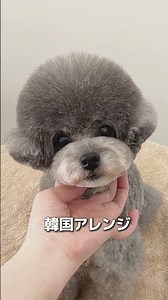 カット集プードルトイプーシュナトリミング
