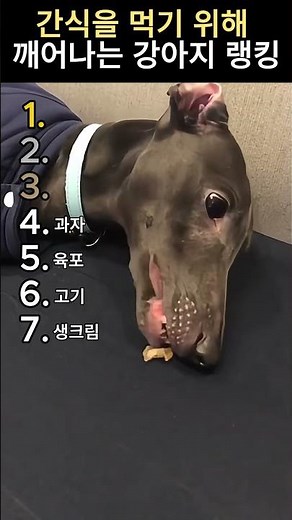 NEVER press the MUTE button! ⚠️ Dog's Snack Alarm Rankings TOP 7 (They Choose Snacks Over Sleep 😂)