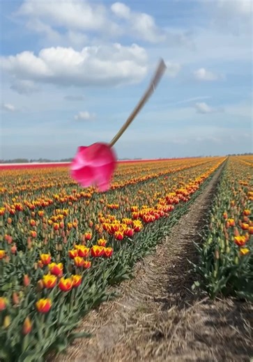Stunning Tulip Field Edit with After Effects