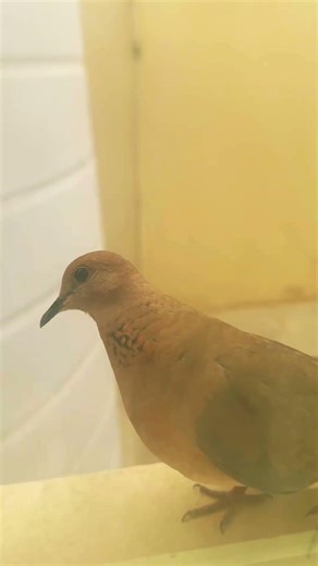 Bird eating rice 🕊️🕊️🕊️ #birds