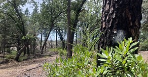 $2.4 million grant awarded to Paradise for tree removal help