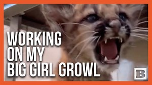 17K views · 610 reactions | The Oakland Zoo is roaring with excitement as its adorable mountain lion cub takes center stage, showcasing a vocal repertoire that's anything but ordinary. | Breitbart | Facebook