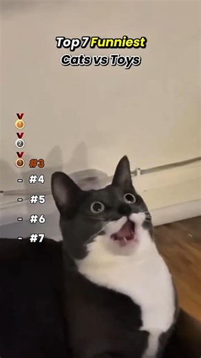 Funny Cats 🐈