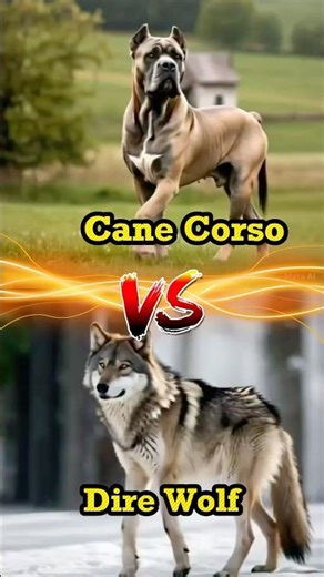 Cane Corso Vs Wolf fight! #canecorso #dog #animals #viralvideo #viralshort #facts #cheetah #wildlife
