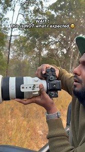 How cute is too cute? A tiger marking its territory in Satpura 😍 Claw marks. Scent glands. Silent communication. The wild is intelligent, not random you know ! @jehannumawilderness #varunadityaphotography #wildlife #animal #tiger #nature | Varun Aditya
