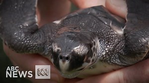 64K views · 147 reactions | Two turtles that spent the last few...