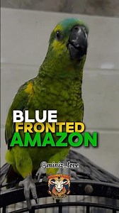 Blue Fronted Amazon 🦜 | Smart & Talking Parrot of Shaikh Exotics Mumbai | Exotic Bird Facts