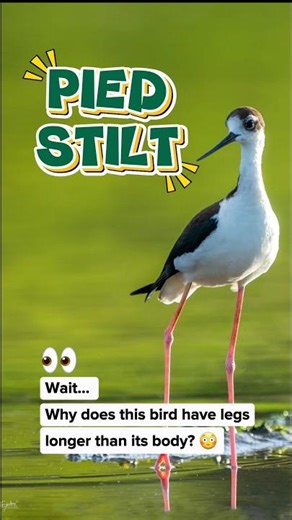 Why This Bird Has Super Long Legs? 😳 Pied Stilt Facts #shorts #piedstilt #animalfacts #animalfacts